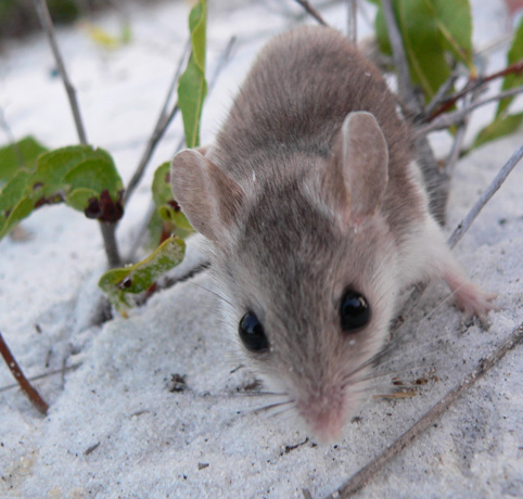 From Morphology to Behavior