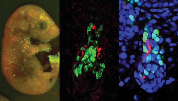 Pigment Patterning in Vivo