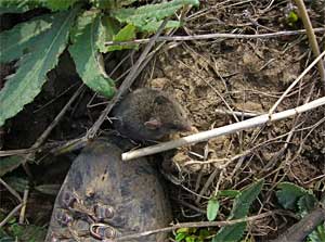 mus_specilegus1.jpg