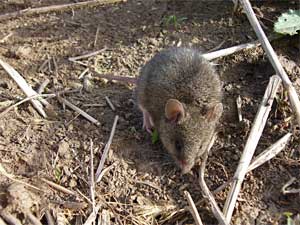 mus_spicilegus2.jpg