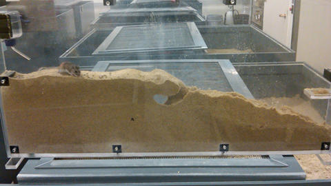 Genetic Basis of Burrowing Behavior