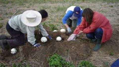 mound_excavate1.jpg