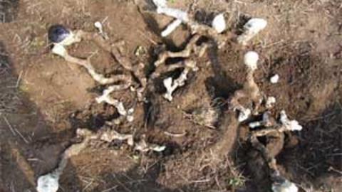 mound_excavate2.jpg