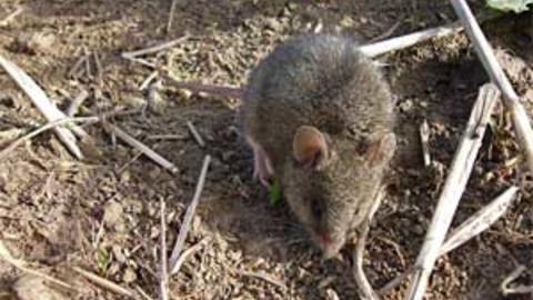 mus_spicilegus2.jpg