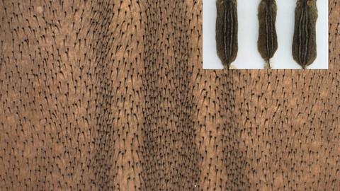 Formation of Pigmentation Patterns