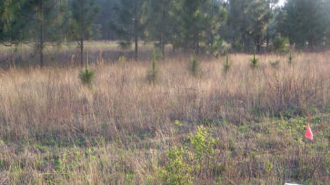 sc_field2.jpg