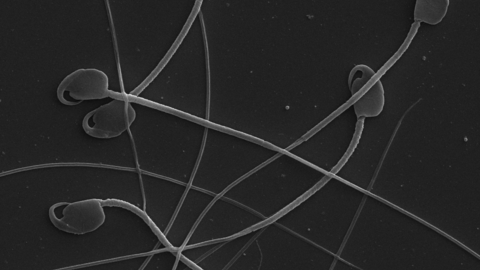 spermheidi.png