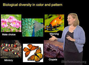 ibio_seminars