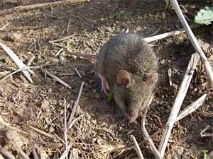 Mus_specilegus2