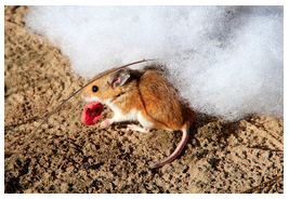 Peromyscus