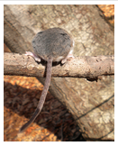Peromyscus maniculatus