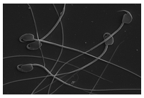 Post-copulatory reproductive traits