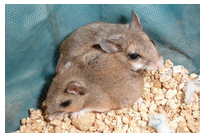 Pre-copulatory reproductive isolation
