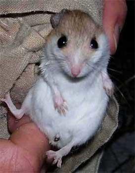 join_mousebelly