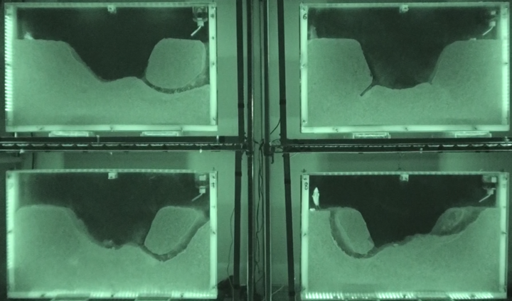 Four mouse burrowing antfarm assays
