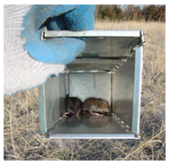deer_mice.png