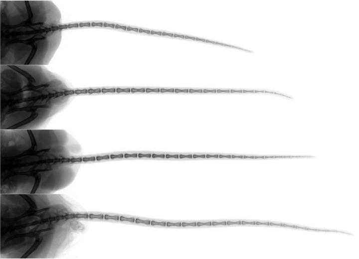 Skeletal Evolution