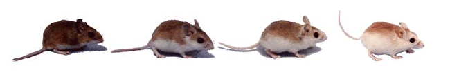 mousemorph2-1.gif