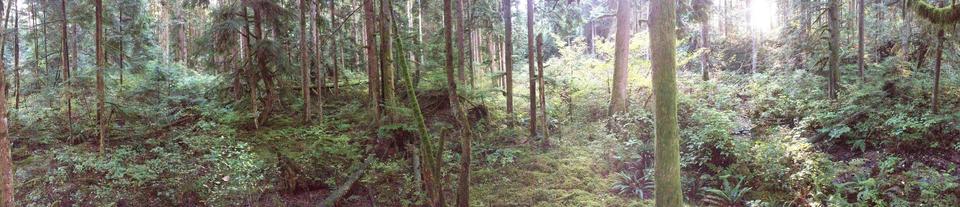 bottompano